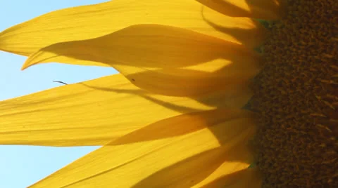 Blooming sunflower Stock Footage 26794386