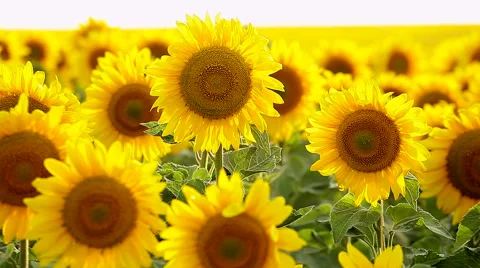 Blooming sunflower. Video stock 39996499