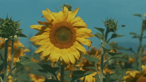 Blooming sunflower Stock Footage 249712163