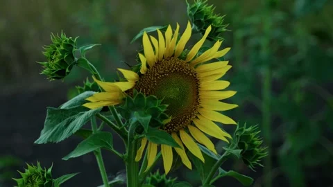 Blooming sunflower head with green unopened buds 1 Stock Footage 339779178