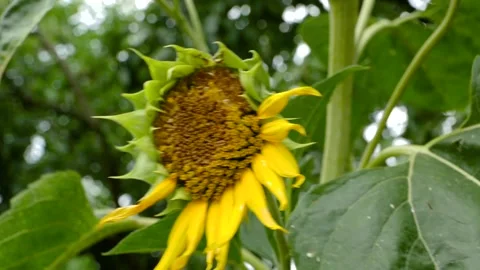 Blooming sunflower (Helianthus annuus) plant on field in summer time Stock Footage