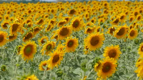 Blooming Sunflower Meadow Stock Footage 130750682