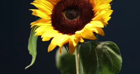 Blooming sunflower over deep blue background Stock Footage 285191830