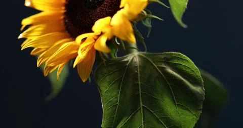 Blooming sunflower over deep blue background Stock Footage 285191867