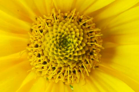 Blooming sunflower Stock Photos