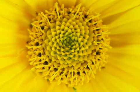 Blooming sunflower Stock Photos