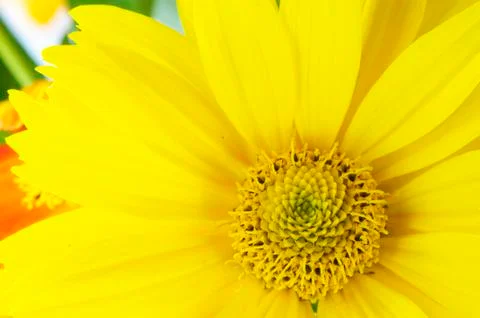 Blooming sunflower Stock Photos