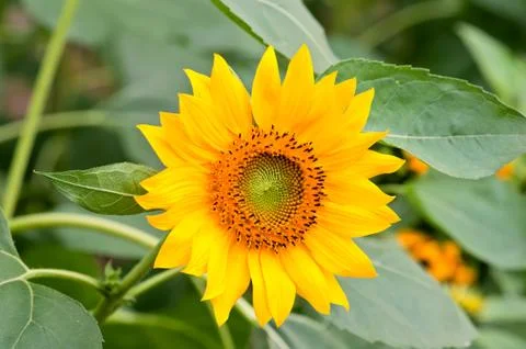 Blooming sunflower Foto stock