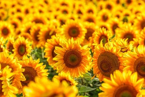 Blooming sunflower. 库存照片