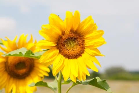 Blooming sunflower Stock Photos