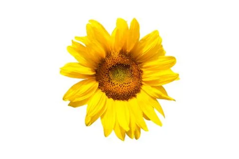 Blooming sunflower Stock Photos