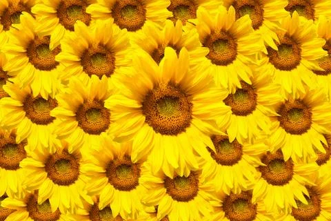 Blooming sunflower Stock Photos