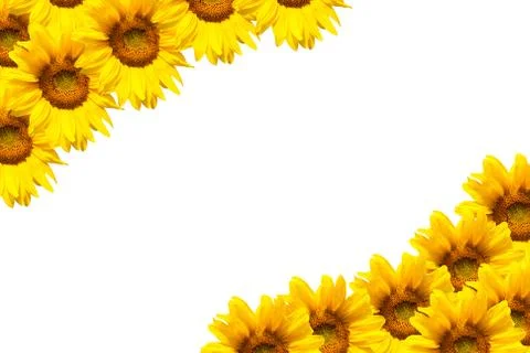 Blooming sunflower Foto stock