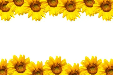 Blooming sunflower Stock Photos