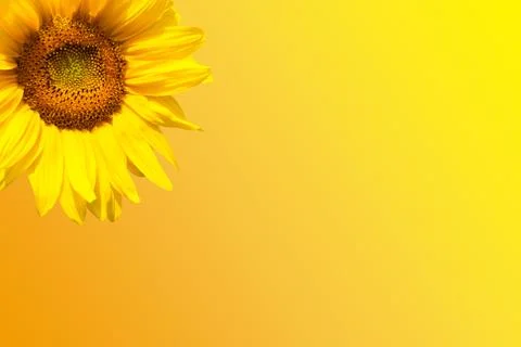 Blooming sunflower Stock Photos