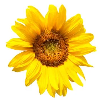 Blooming sunflower Stock Photos