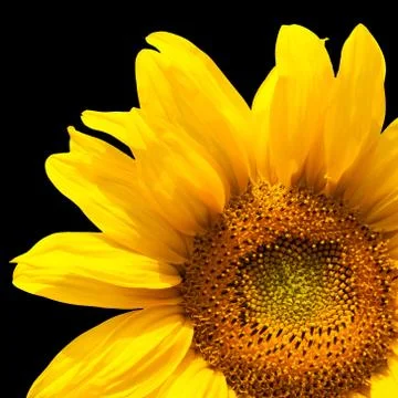 Blooming sunflower Stock Photos