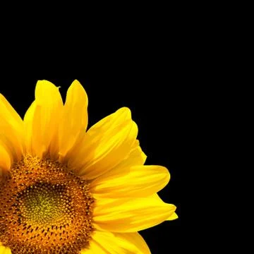 Blooming sunflower Stock Photos