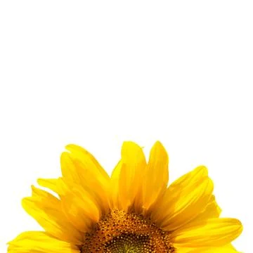 Blooming sunflower Stock Photos