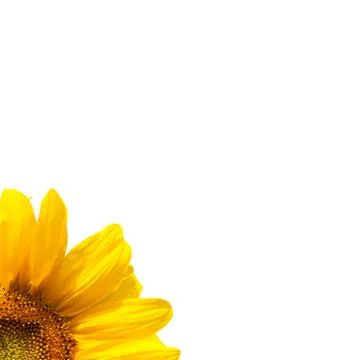 Blooming sunflower Stock Photos