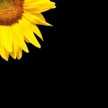 Blooming sunflower Stock Photos