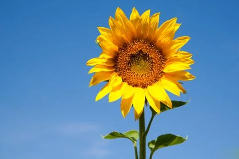 Blooming sunflower Stock Photos