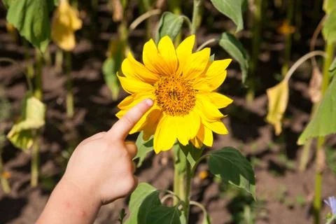 Blooming sunflower Stock Photos