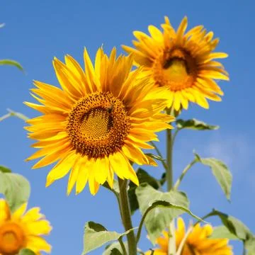 Blooming sunflower Foto stock
