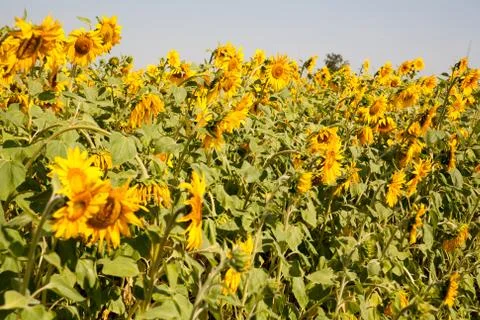 Blooming sunflower Stock Photos