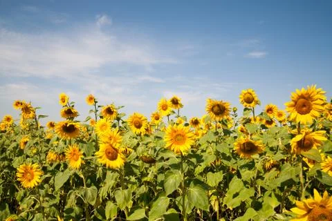 Blooming sunflower Foto stock