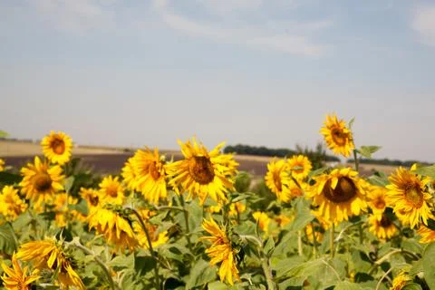 Blooming sunflower Stock Photos