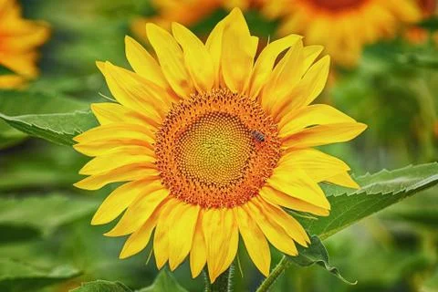 Blooming Sunflower Stock Photos