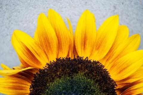 Blooming sunflower Фото