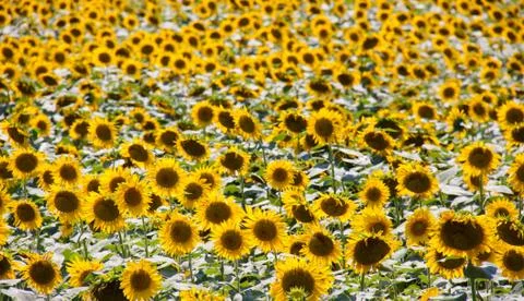 Blooming sunflower Stock Photos
