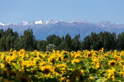 Blooming sunflower Stock Photos