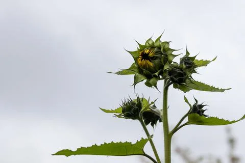 Blooming sunflower. Photos