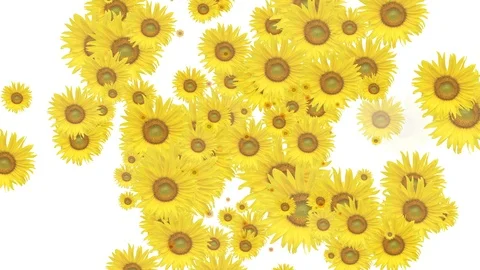 Blooming sunflower white screen background Stockbeeldmateriaal 102756318