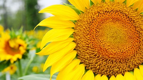 Blooming sunflower in the wind Stock Footage 117844471