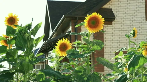 Blooming sunflowers on a backyard Stock Footage 40268927