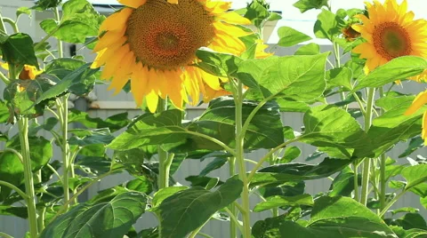 Blooming sunflowers on a backyard Video stock 40268967