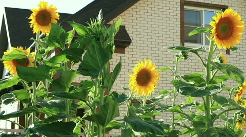 Blooming sunflowers on a backyard Stock Footage 40268968