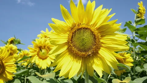 Blooming sunflowers on a blue sky Stock Footage 313805066