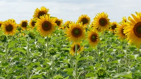 Blooming Sunflowers Dancing With Wind Video stock 75030696