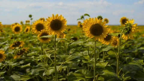 Blooming sunflowers in the field Beautiful fields with sunflowers in the summer Stock-Footage 101944648