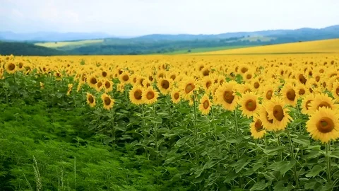 Blooming sunflowers in field Stock Footage 78471268