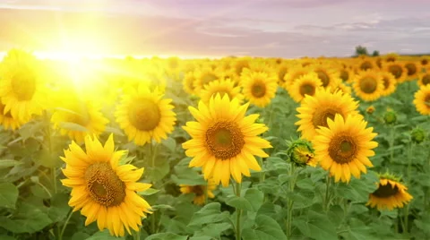 The Blooming sunflowers Stock Footage 65989419