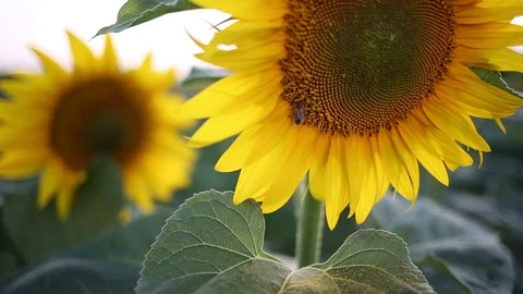Blooming sunflowers Stock Footage 77589428