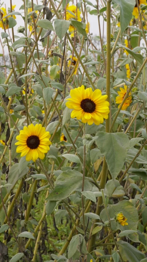 Blooming sunflowers Stock-Footage 332591892