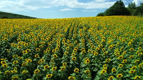 Blooming Sunflowers Stock Footage 340777835