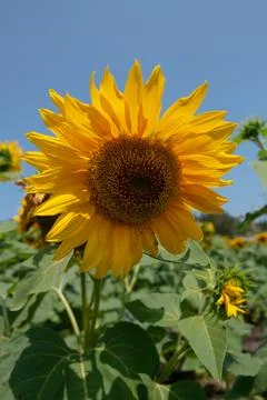 Blooming sunflowers 写真素材